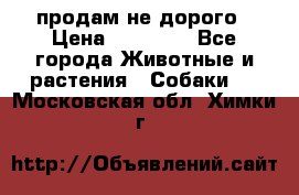 продам не дорого › Цена ­ 10 000 - Все города Животные и растения » Собаки   . Московская обл.,Химки г.